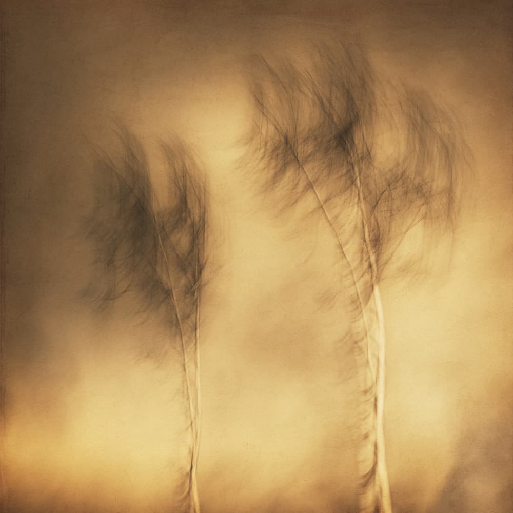 Dreamy Swaying Trees by Gustav Davidsson — canvas wall art