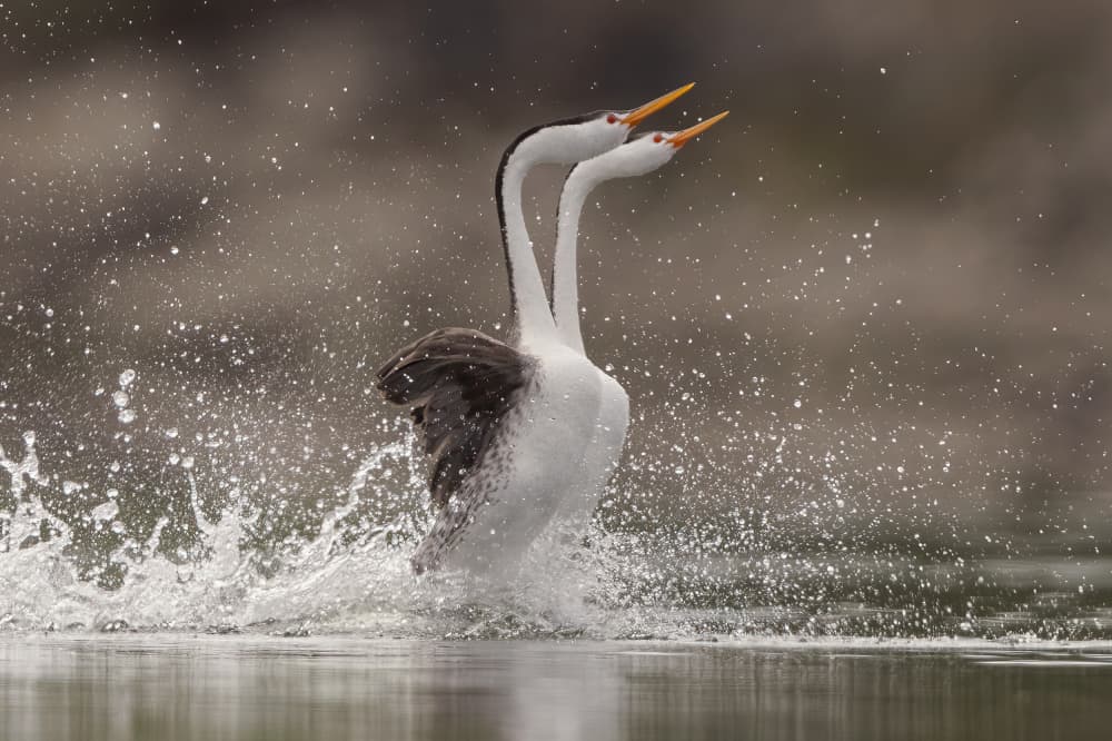 Western Grebes Dance by Bill Lu — canvas wall art