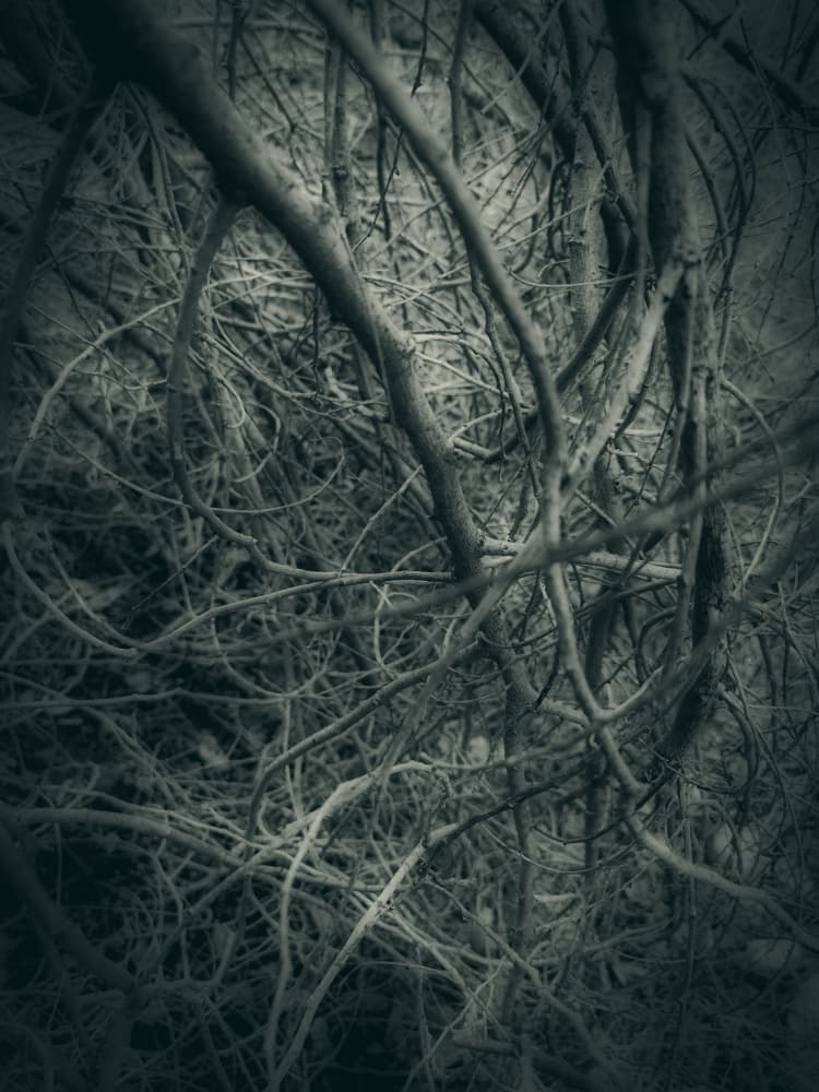 Dark Intertwined Branches by Angelo Cerantola — canvas wall art