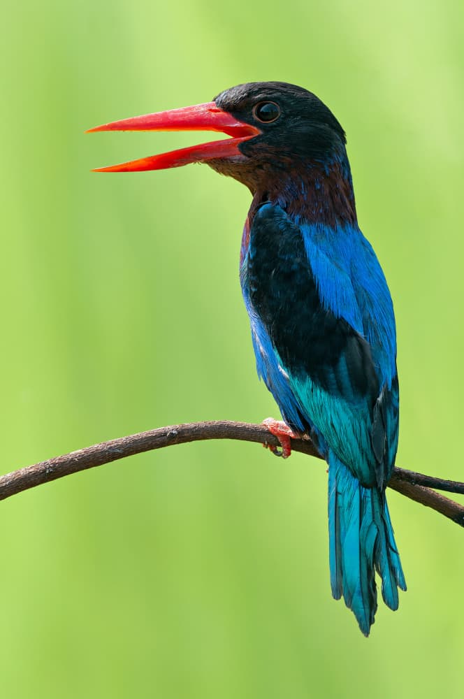Brilliant Blue Kingfisher by Edy Pamungkas — canvas wall art