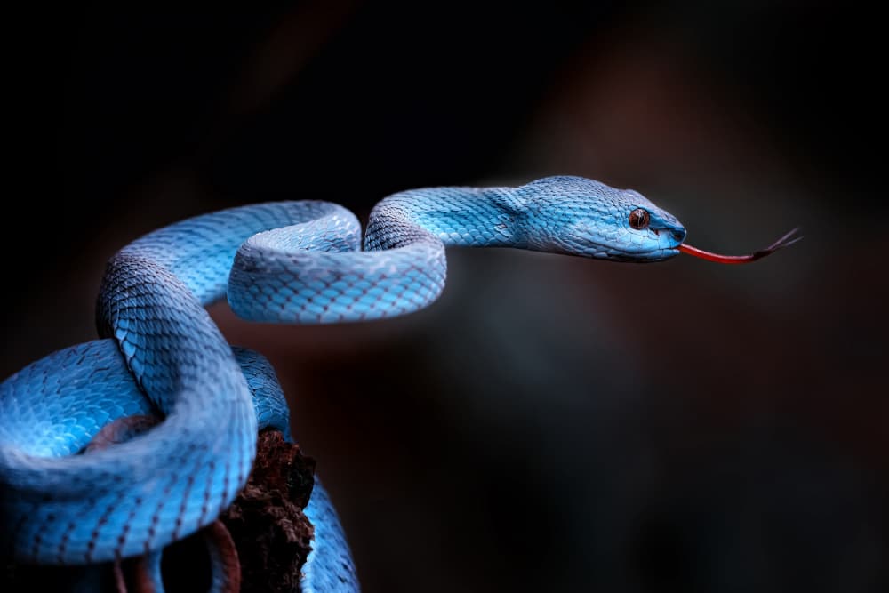 Striking Blue Viper by Fauzan Maududdin — canvas wall art