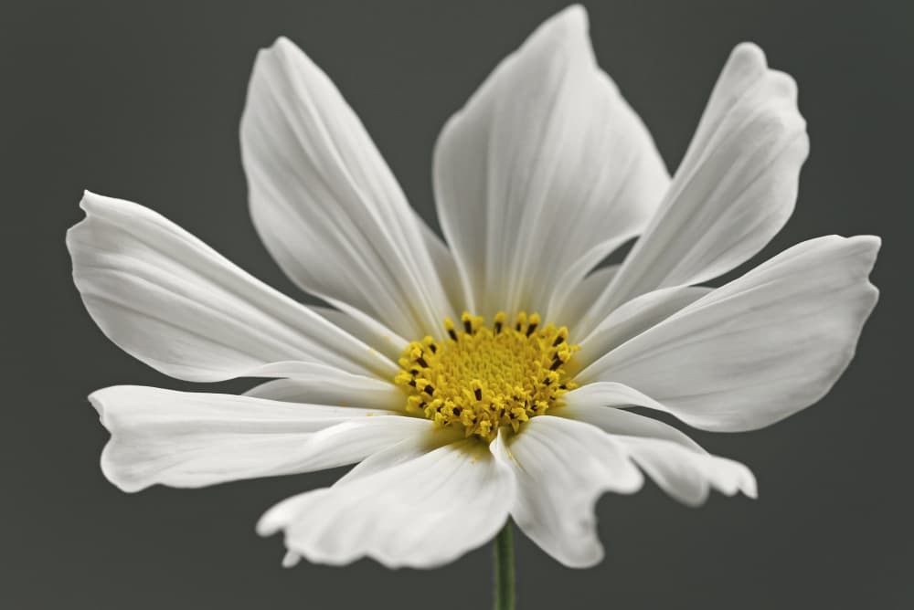 Elegant White Flower by Alyson Fennell — canvas wall art