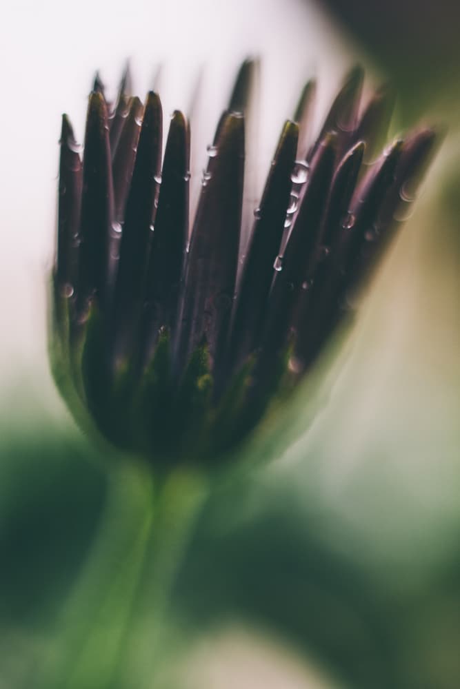 Dewy Purple Bud by Javier Pardina — canvas wall art