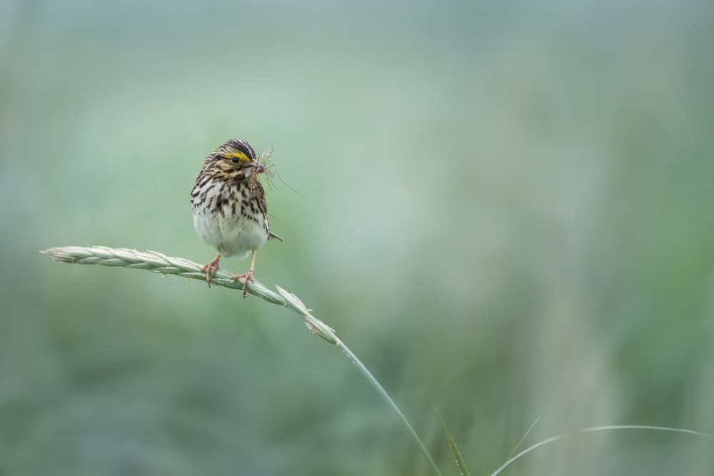 Delicate Bird on Grass by Qing Zhao — canvas wall art