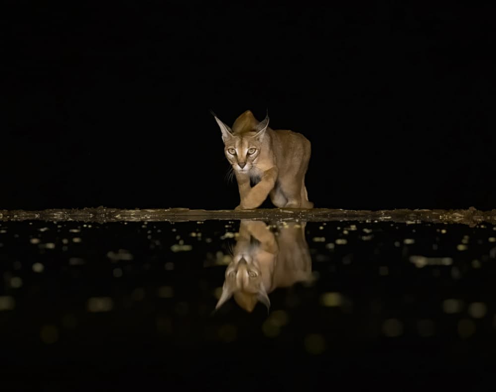 Caracal Night Reflection by Judy Tseng — canvas wall art