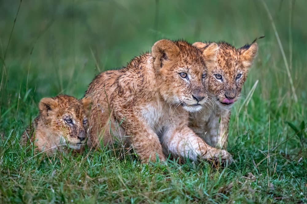 Three Wild Lion Cubs by Xavier Ortega — canvas wall art