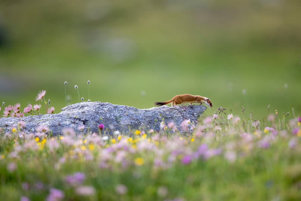 Weasel in Wildflowers by Marco Redaelli — canvas wall art