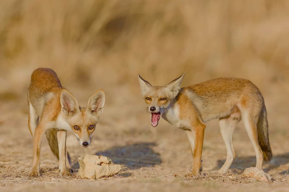 Curious Desert Foxes by David Manusevich — canvas wall art