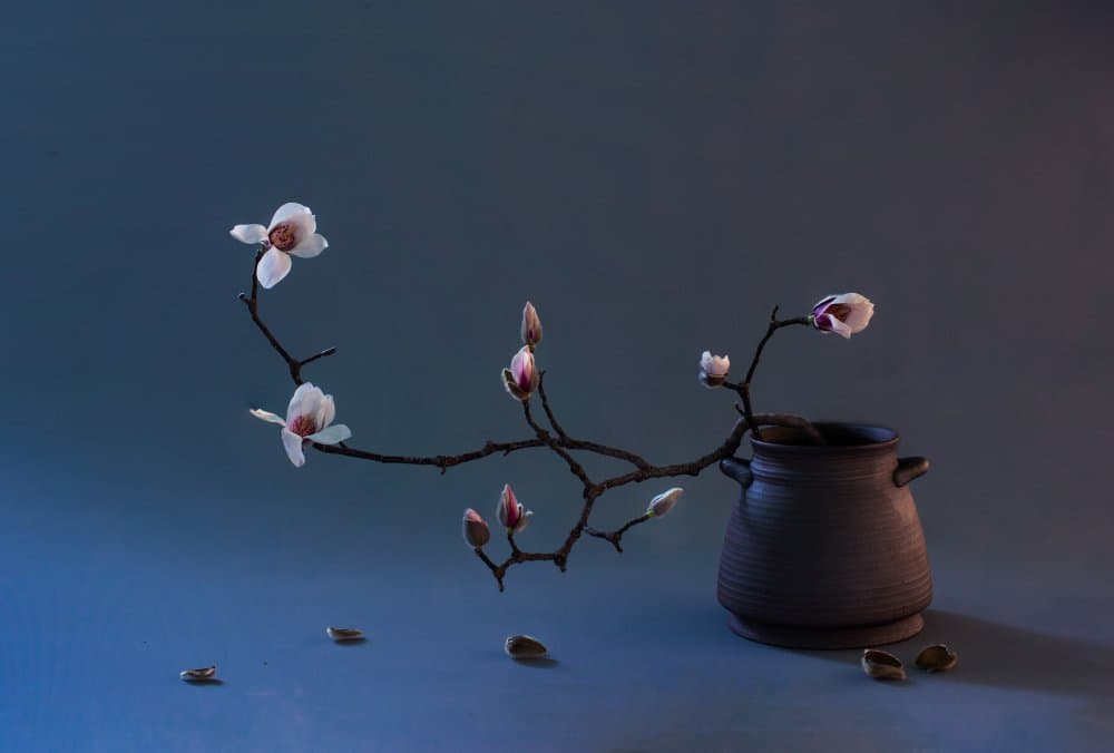 Zen Magnolia Blossom by Summer2016 — canvas wall art