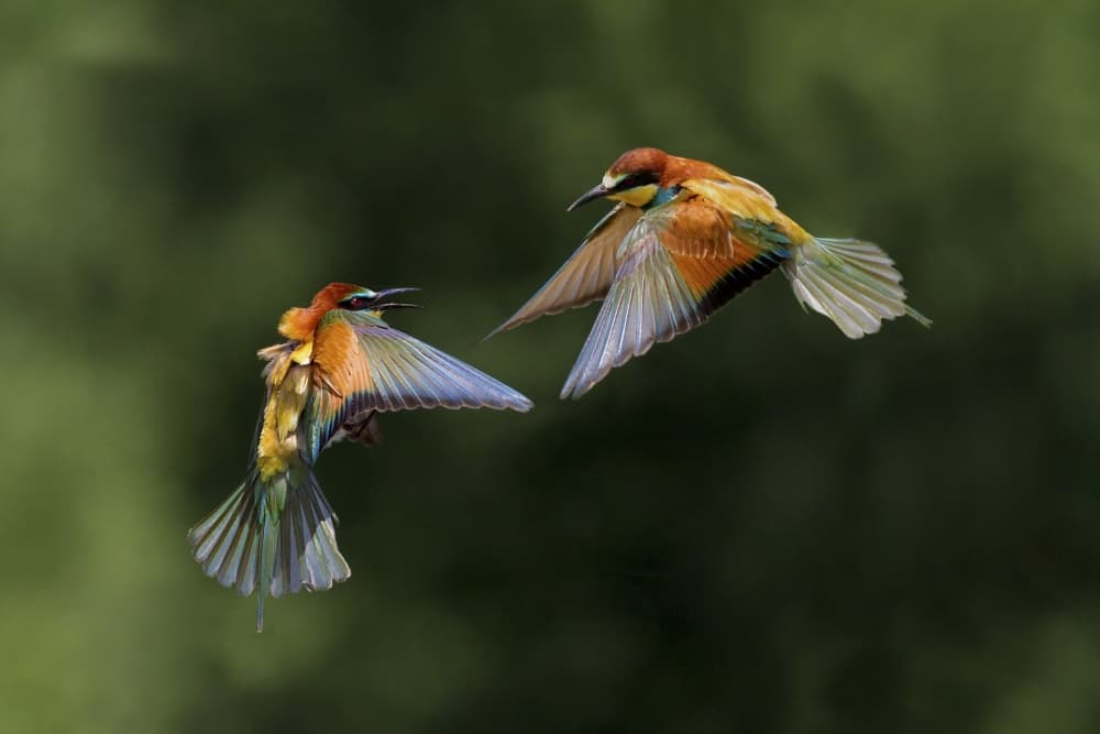 Vibrant Bee-eaters In Flight by Marco Redaelli — canvas wall art
