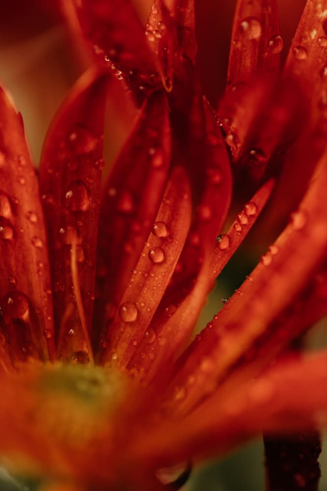 Red Flower Droplets by Javier Pardina — canvas wall art