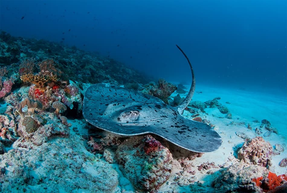 Stingray on Coral Reef by Andrey Narchuk — canvas wall art