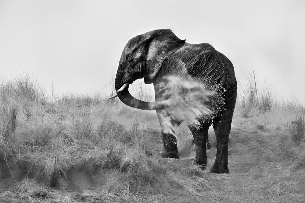 African Elephant Dust Bath by Jun Zuo — canvas wall art