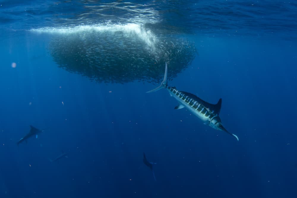 Marlin Hunts Sardine Ball by Andrea Izzotti — canvas wall art