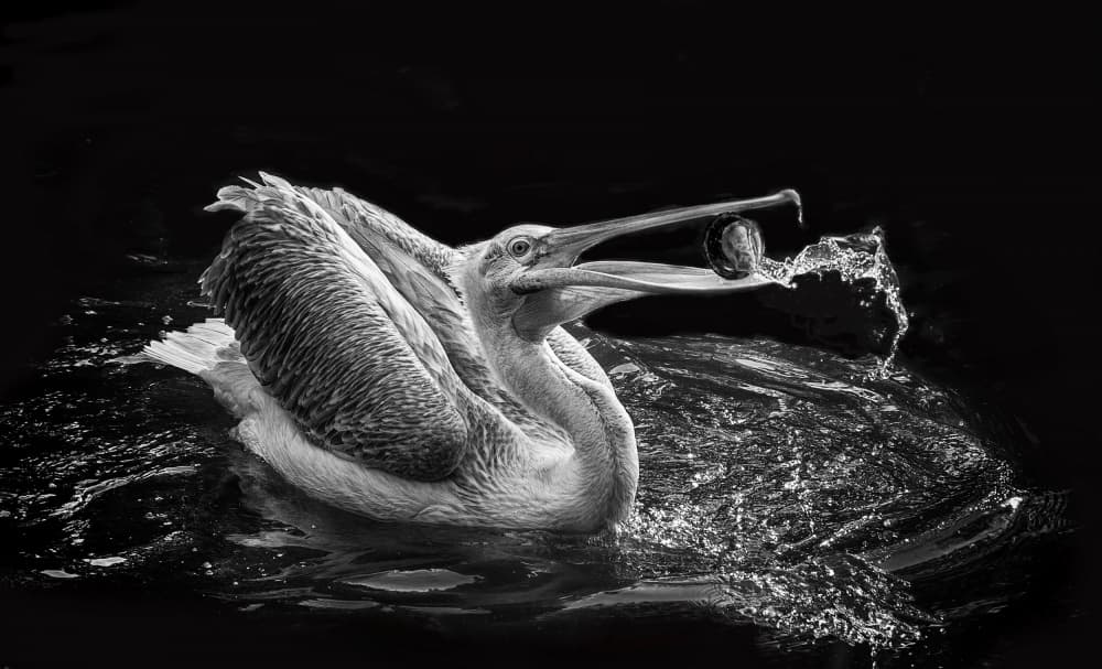 Pelican Water Splash by Angela Muliani Hartojo — canvas wall art