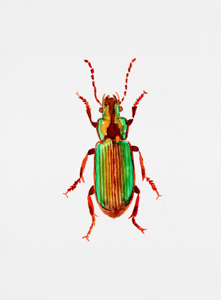 Iridescent Green Beetle by Kata Botanical — canvas wall art