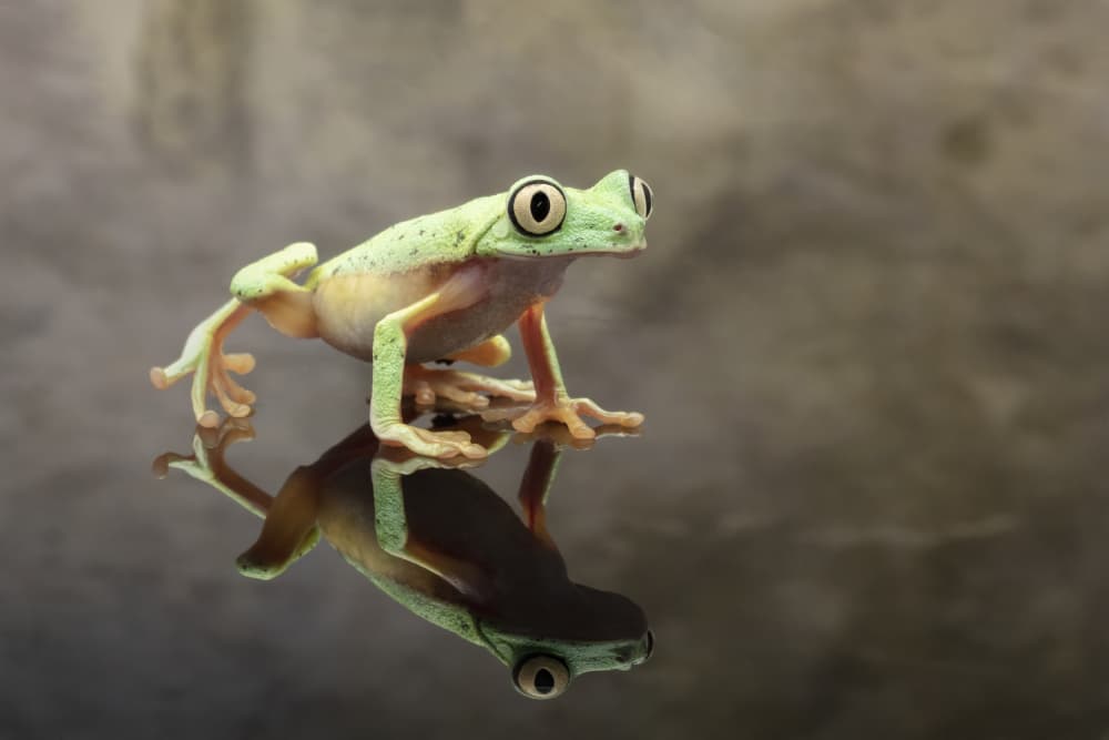 Green Frog Reflection by Linda D Lester — canvas wall art