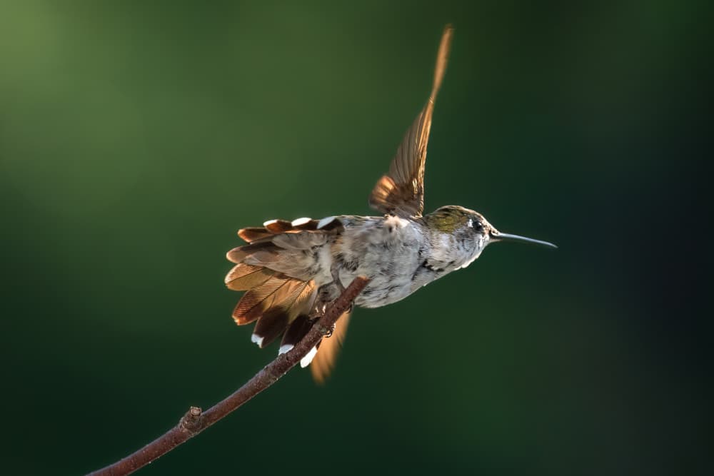 Hummingbird in Golden Light by Atul Saluja — canvas wall art