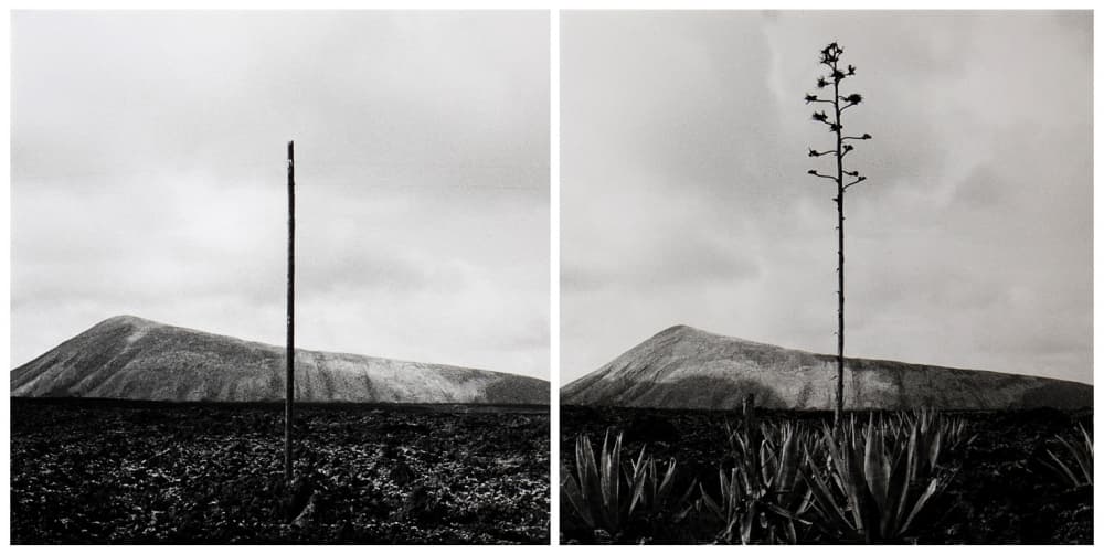 Volcanic Agave Stalk by Huib Limberg — canvas wall art