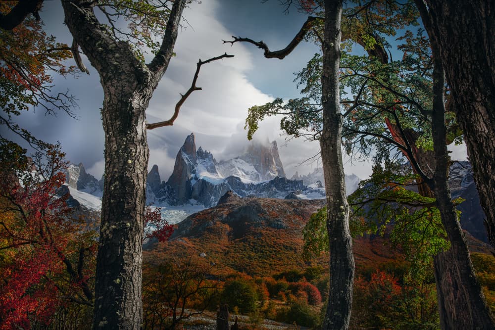 Autumn Forest Fitz Roy by YANGYING — canvas wall art