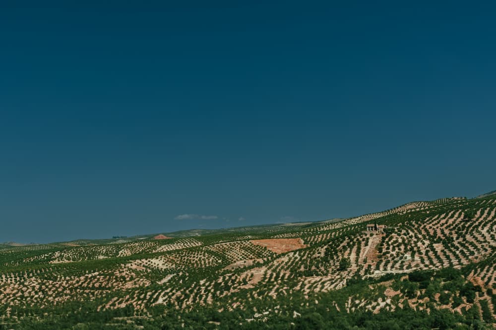 Rolling Olive Hills by Aimee Giles — canvas wall art