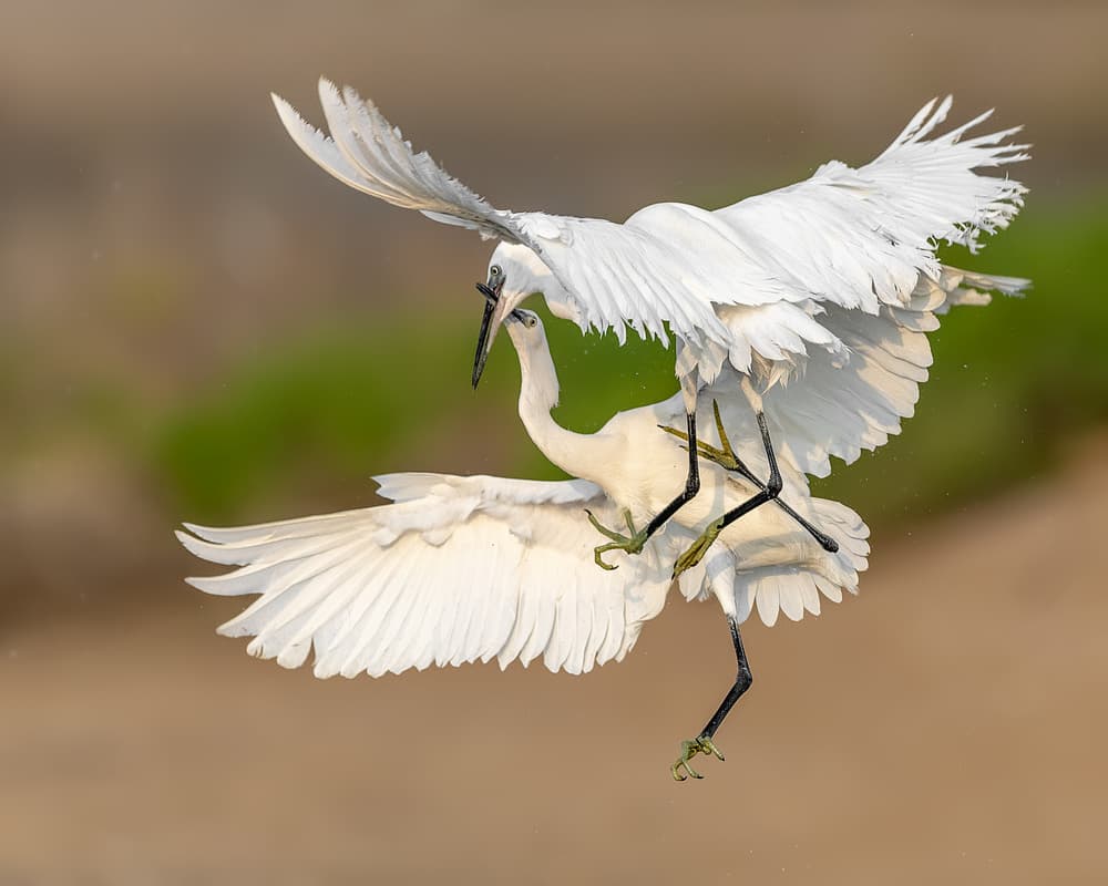 White Egrets Battle by Ahmed Sobhi — canvas wall art