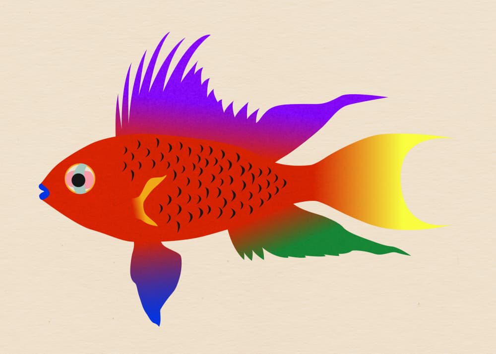 Buntbarsch Hell by Rosi Feist — canvas wall art