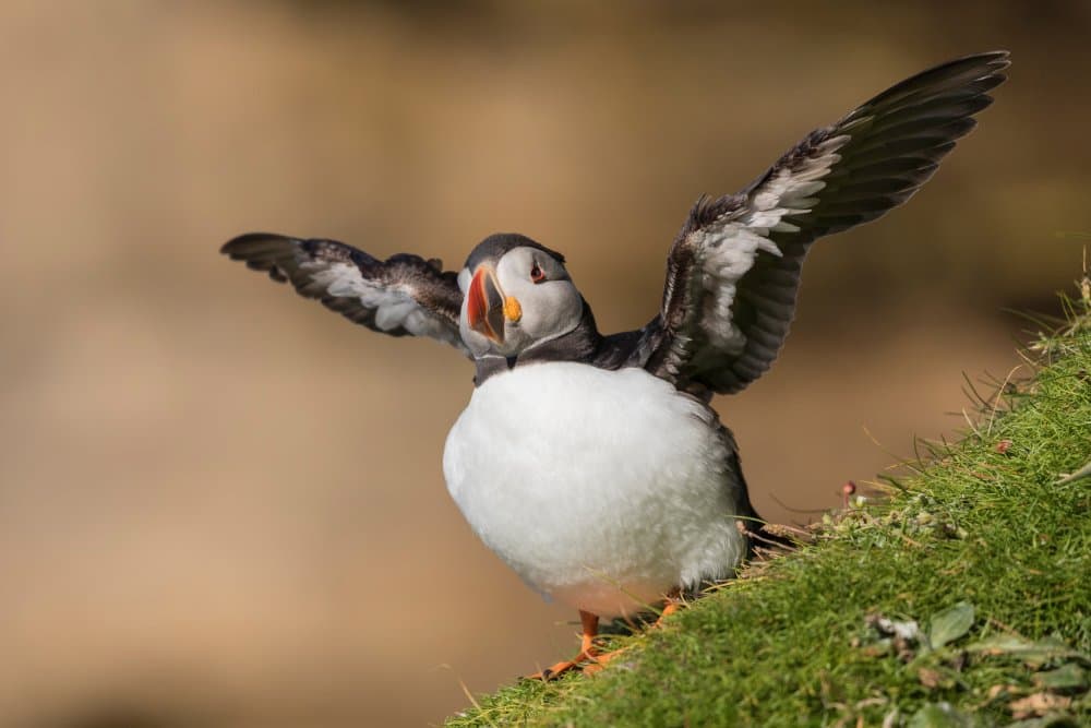 Puffin Wings Outstretched by Paolo Bolla — canvas wall art