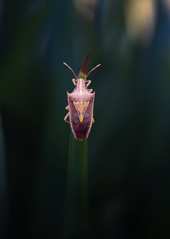 Macro Shield Bug by Summer2016 — canvas wall art