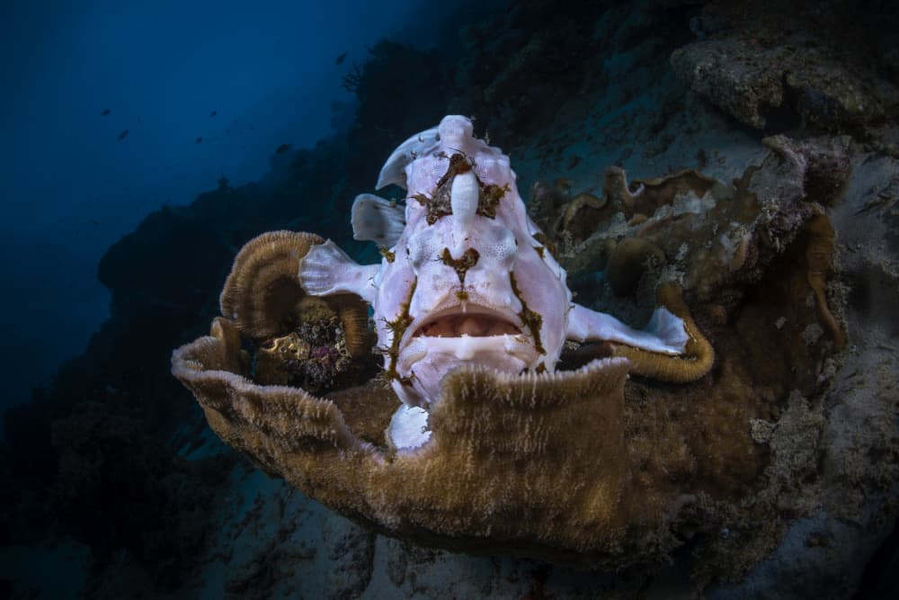 Ornate Frogfish Underwater by Barathieu Gabriel — canvas wall art