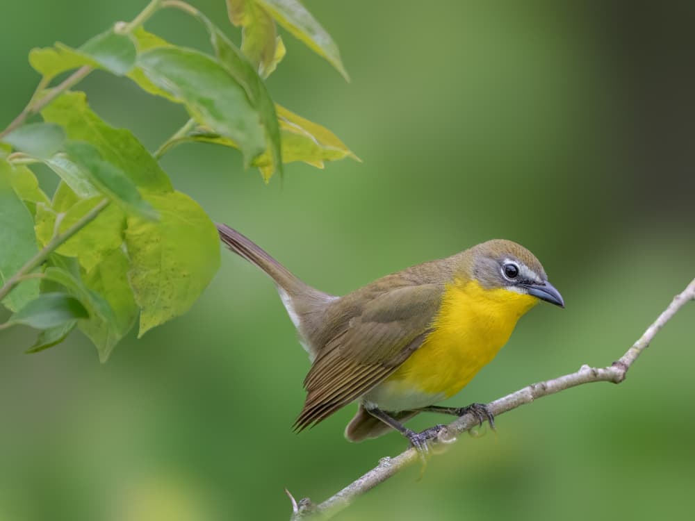 Yellow Chat on Branch by Jacob (Jian) Xu — canvas wall art