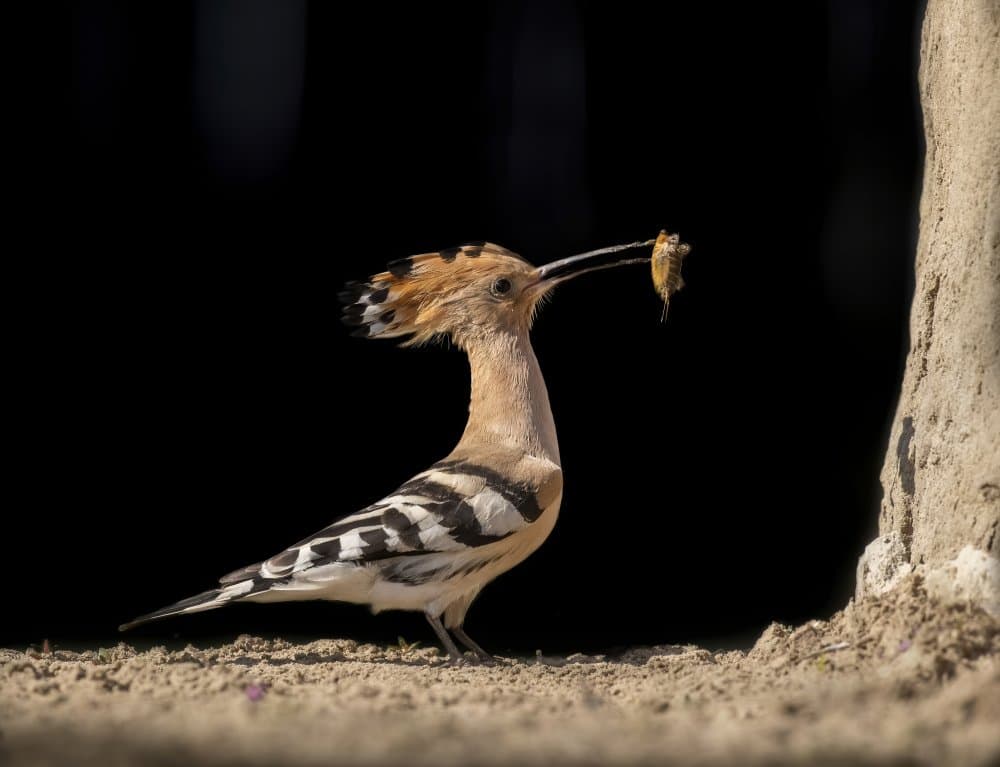 Wild Hoopoe With Insect by Judy Tseng — canvas wall art