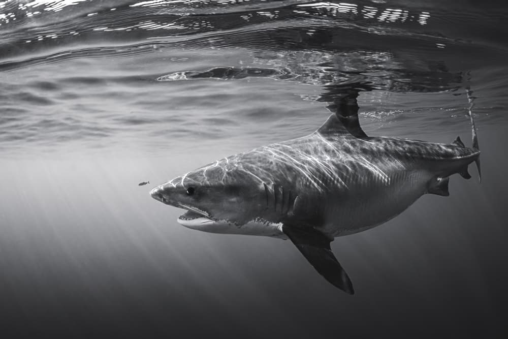 Great White Predator by Barathieu Gabriel — canvas wall art