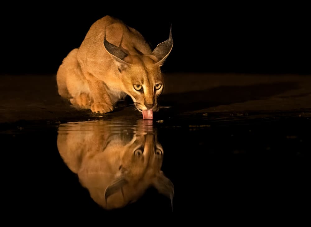 Nocturnal Caracal Reflection by Yuan Su — canvas wall art