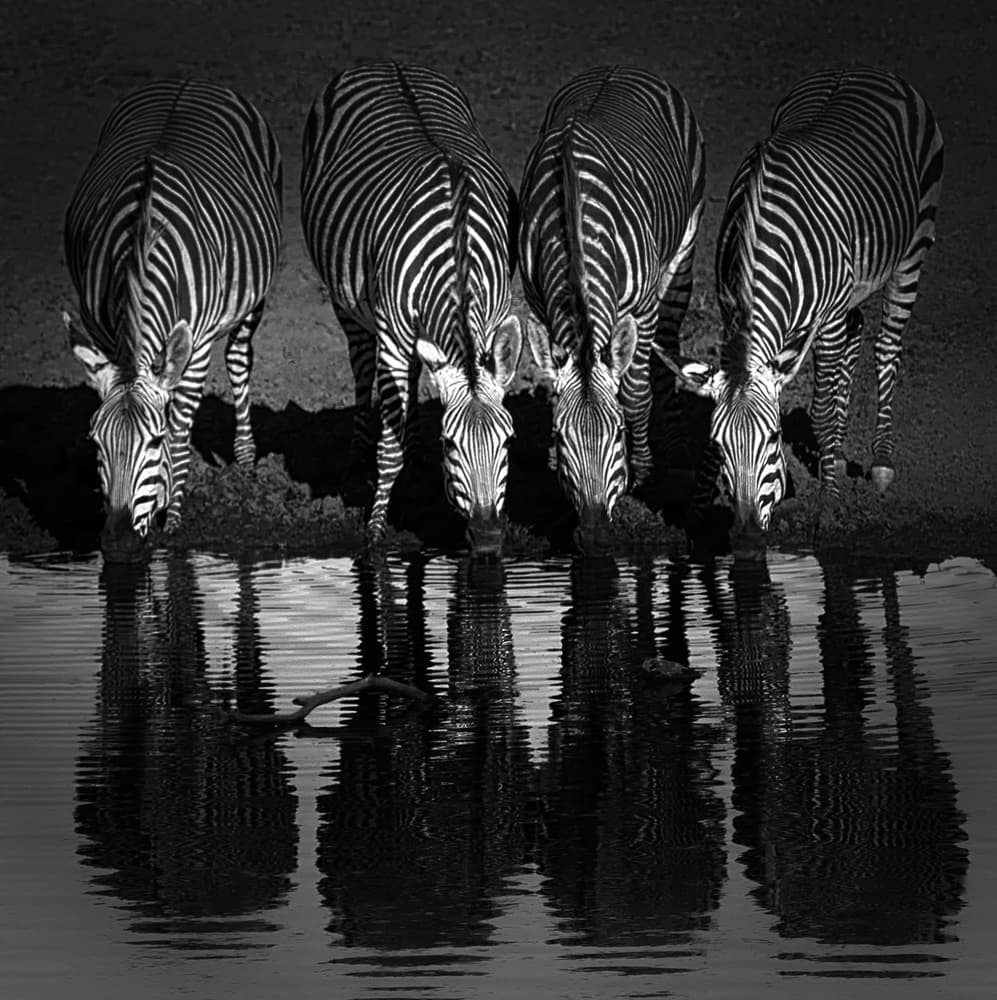 Zebras Drinking Reflections by Hans-Wolfgang Hawerkamp — canvas wall art