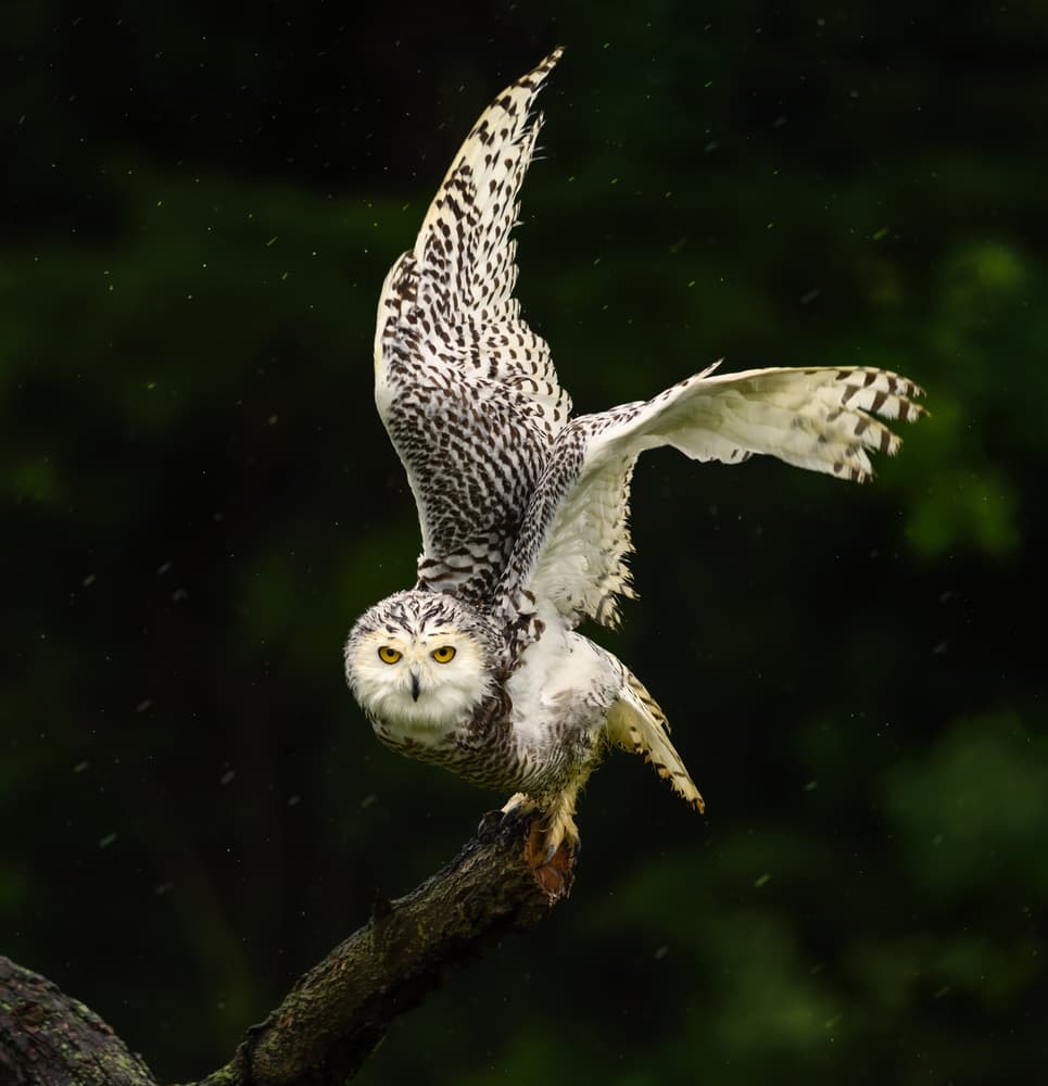Majestic Snowy Owl Wings by Susan Breau — canvas wall art