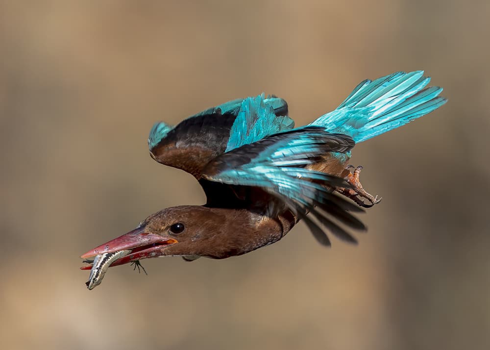Kingfisher's Fish Catch by Eyal Amer — canvas wall art