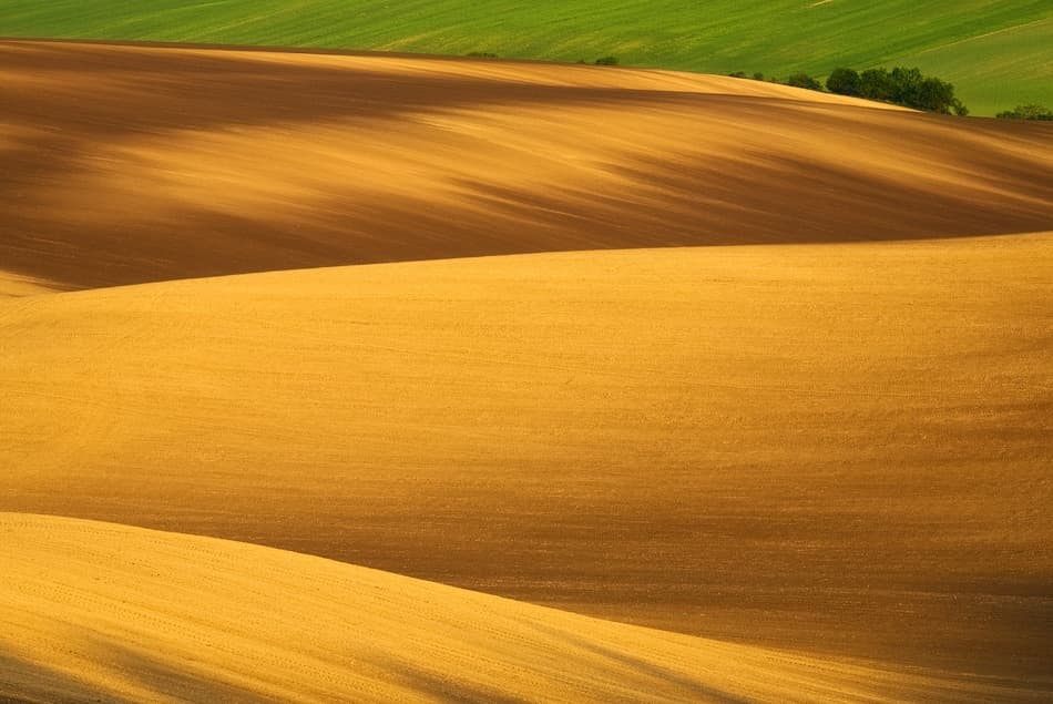 Golden Field Patterns by Krzysztof Browko — canvas wall art