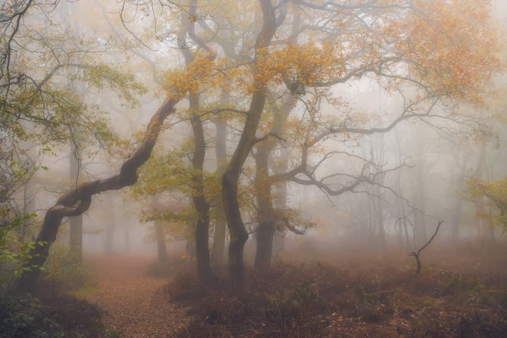 Misty Autumn Forest Path by Hilda van der Lee — canvas wall art