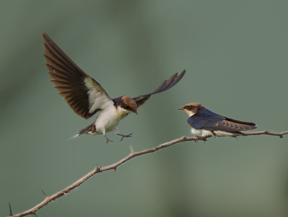 Swallows Landing on Branch by Rajat Dhesi — canvas wall art