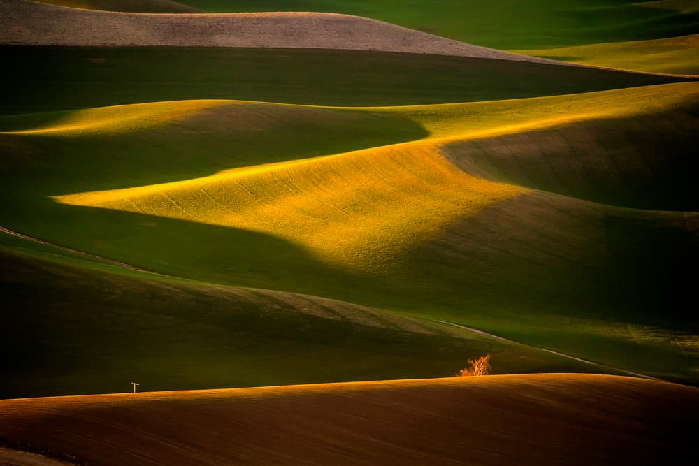 Golden Light Fields by David H Yang — canvas wall art