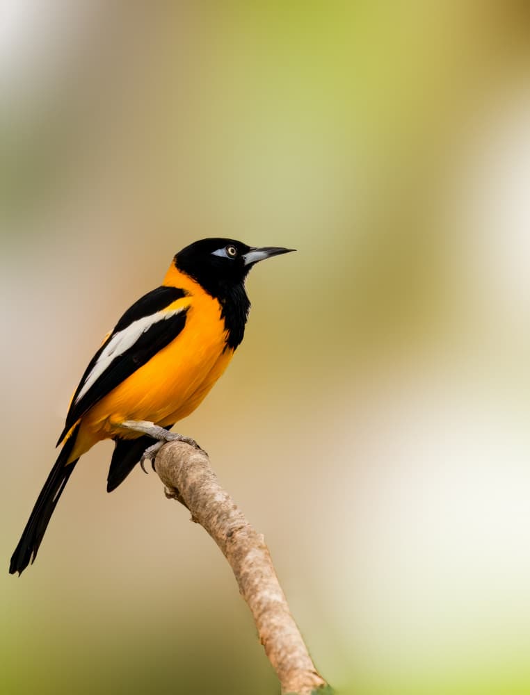 Vibrant Orange Oriole Perch by Songhu Yan — canvas wall art