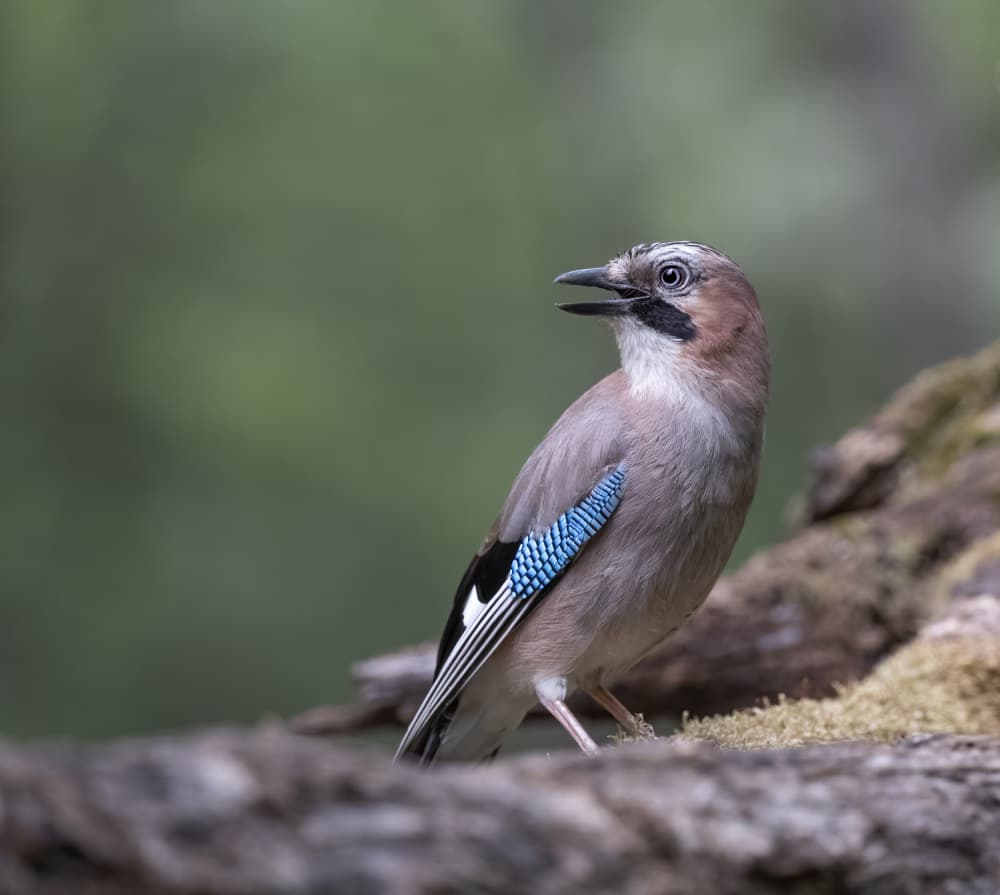 Blue Feathered Forest Jay by Judy Tseng — canvas wall art