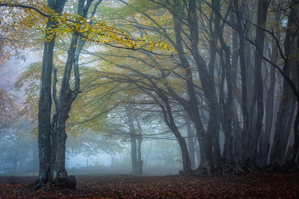 Misty Autumn Forest by Sergio Barboni — canvas wall art