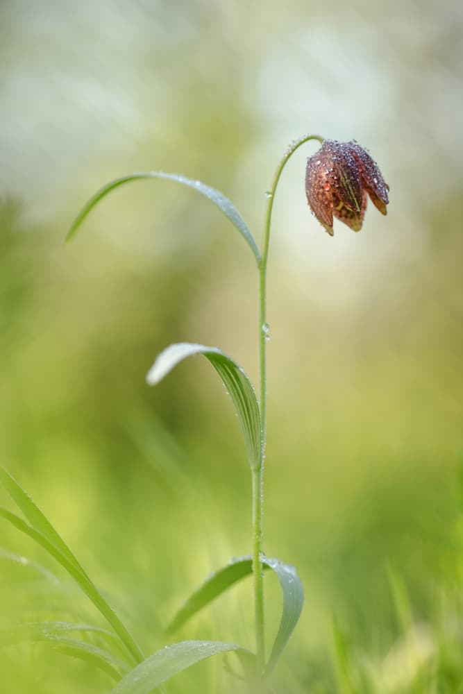 Dew Kissed Fritillary by Dan Mirica — canvas wall art