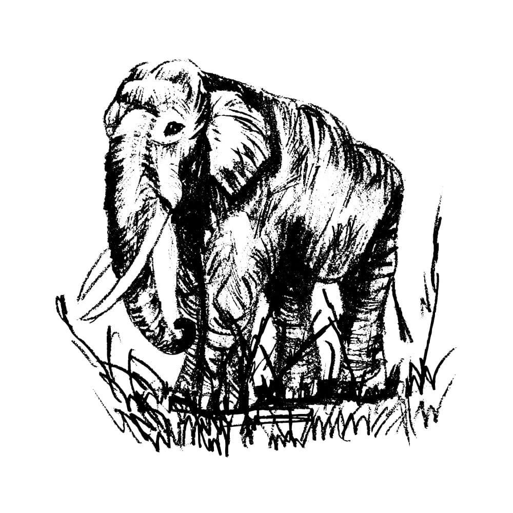 Wild Elephant Drawing by Marika Barsrsind β canvas wall art