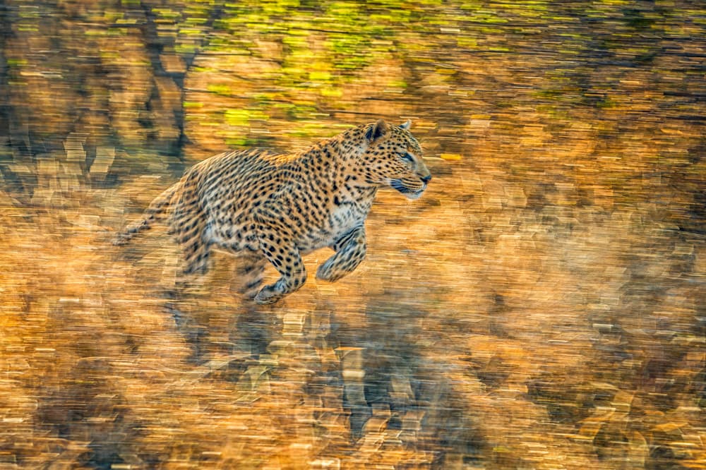 Leopard in Motion by Jeffrey C. Sink — canvas wall art
