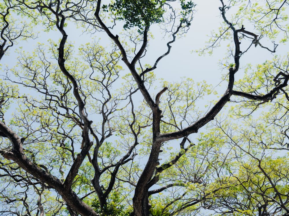 Green Canopy Sky View by Photolovers — canvas wall art