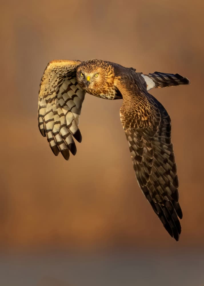 Flying Harrier Hawk by Qing Zhao — canvas wall art