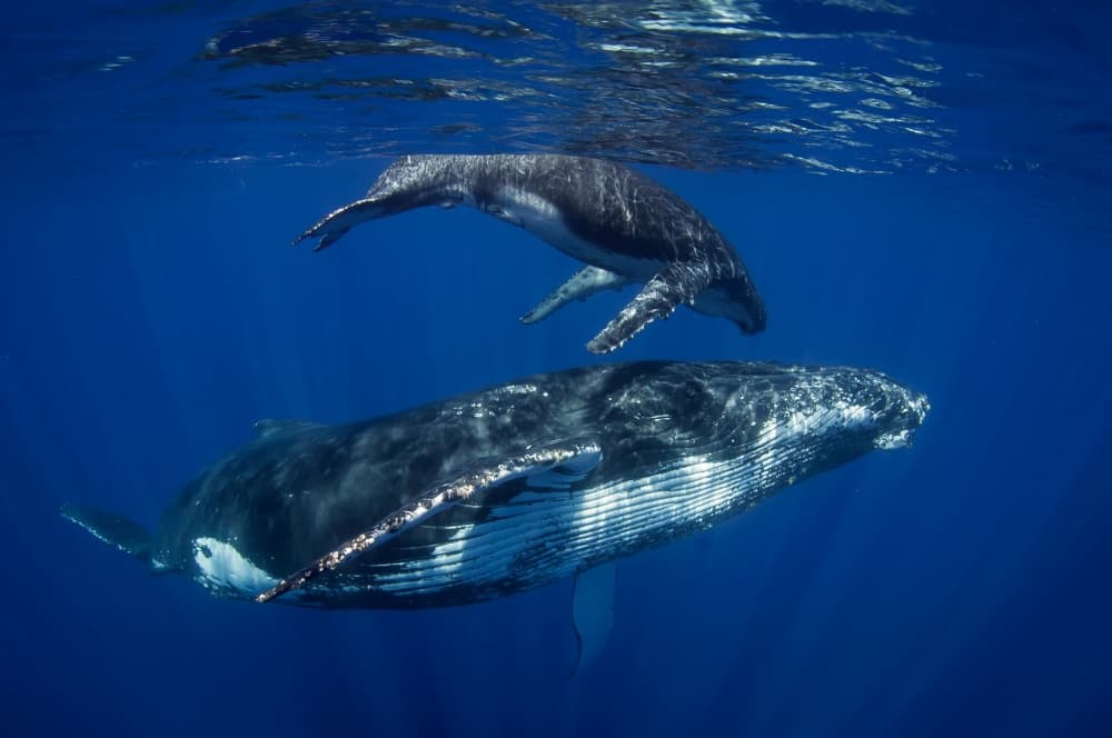 Humpback Whale Mother and Calf by Cédric Péneau — canvas wall art